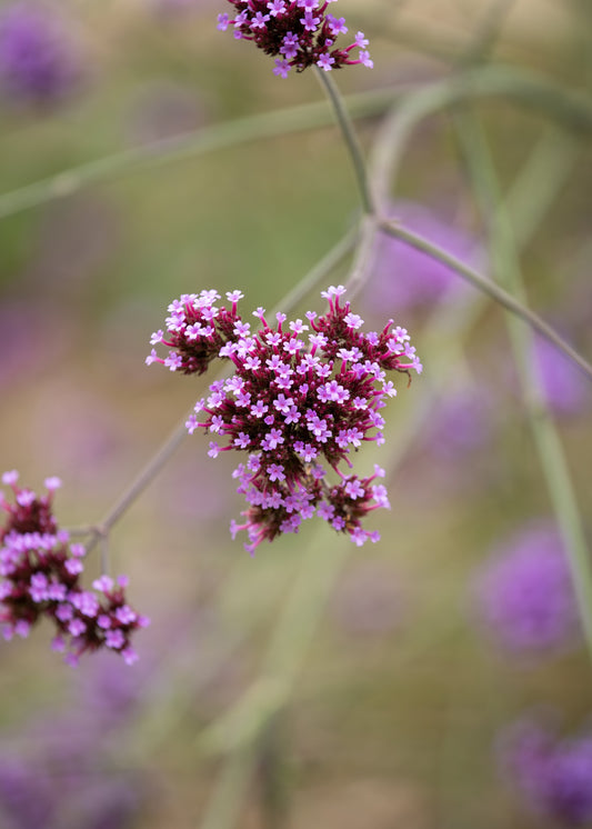 Verbena Bonariensis